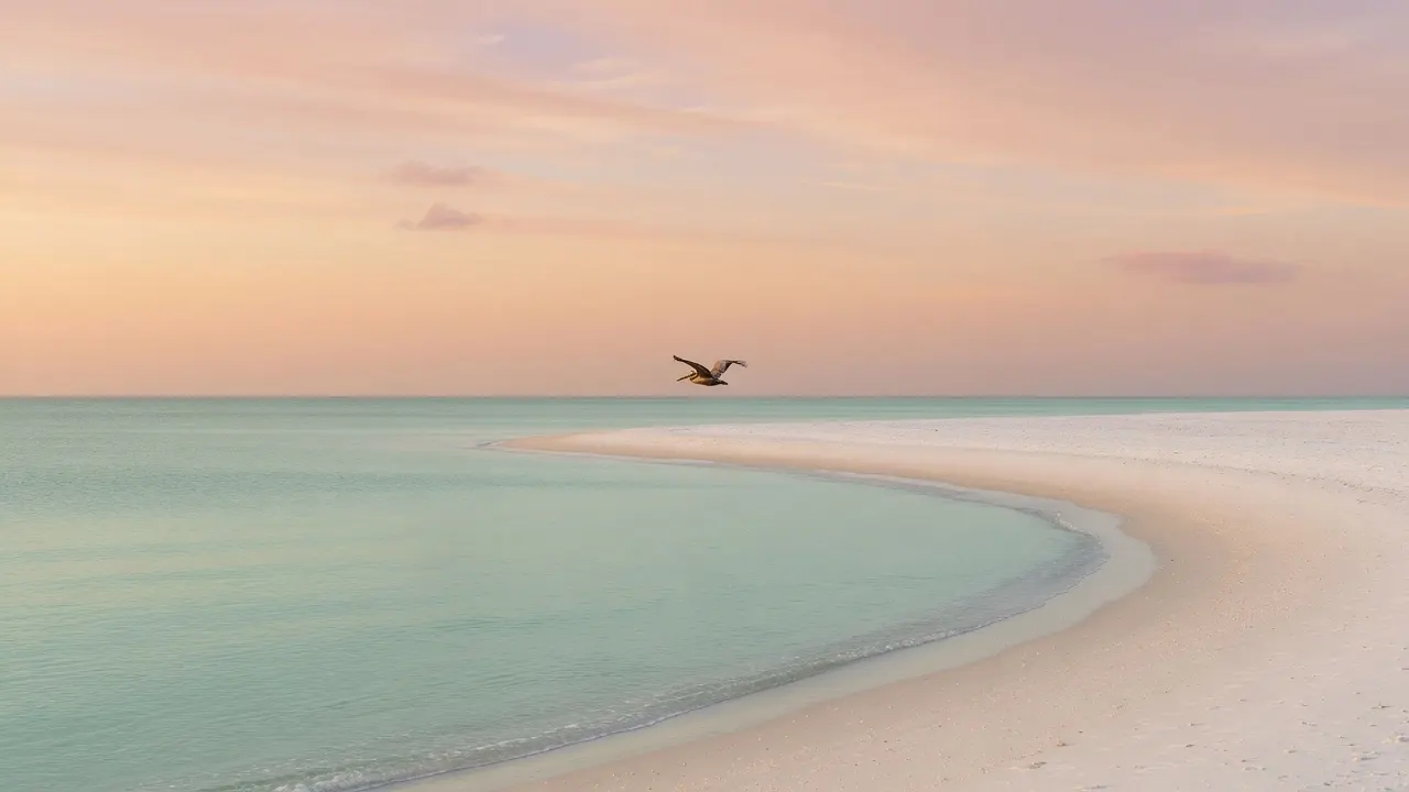 Wide Gulf coast at dawn: empty sugar-sand beach curves toward a glassy, pale turquoise sea under a vast, hazy rose-gold sky with one lone pelican skimming low along the horizon line
