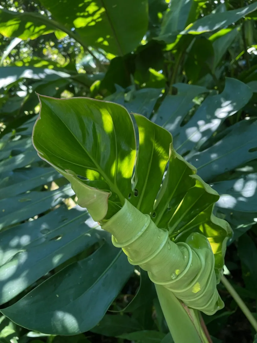 Vibrant monstera leaf unfurling in dappled subtropical light, its deep emerald lobes still tightly pleated like hidden medical protocols